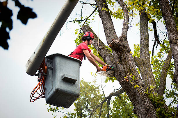 Tree Root Removal in East Palatka, FL